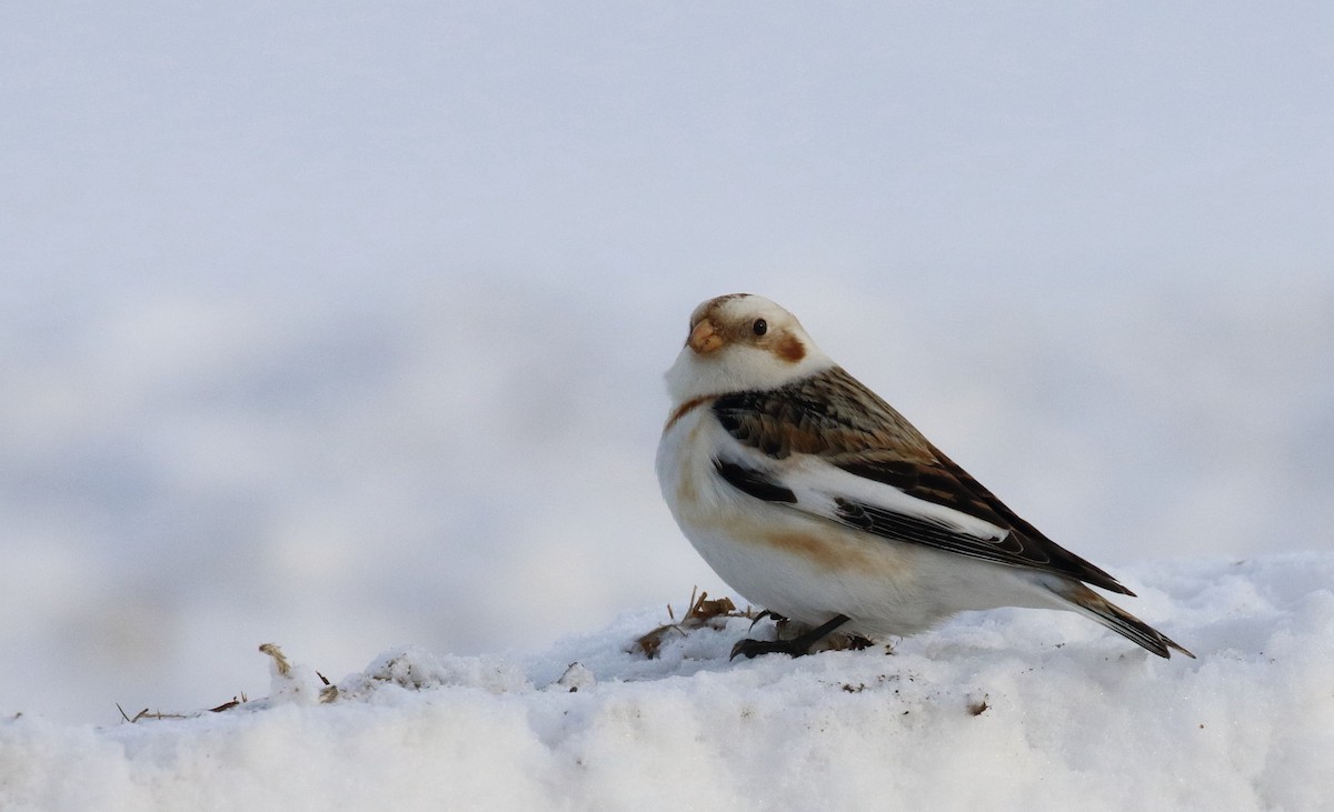 Snow Bunting - ML412379351