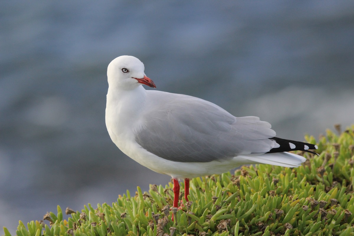 紐澳紅嘴鷗 - ML412379411