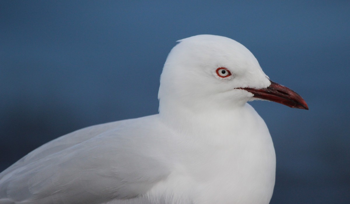 紐澳紅嘴鷗 - ML412379421