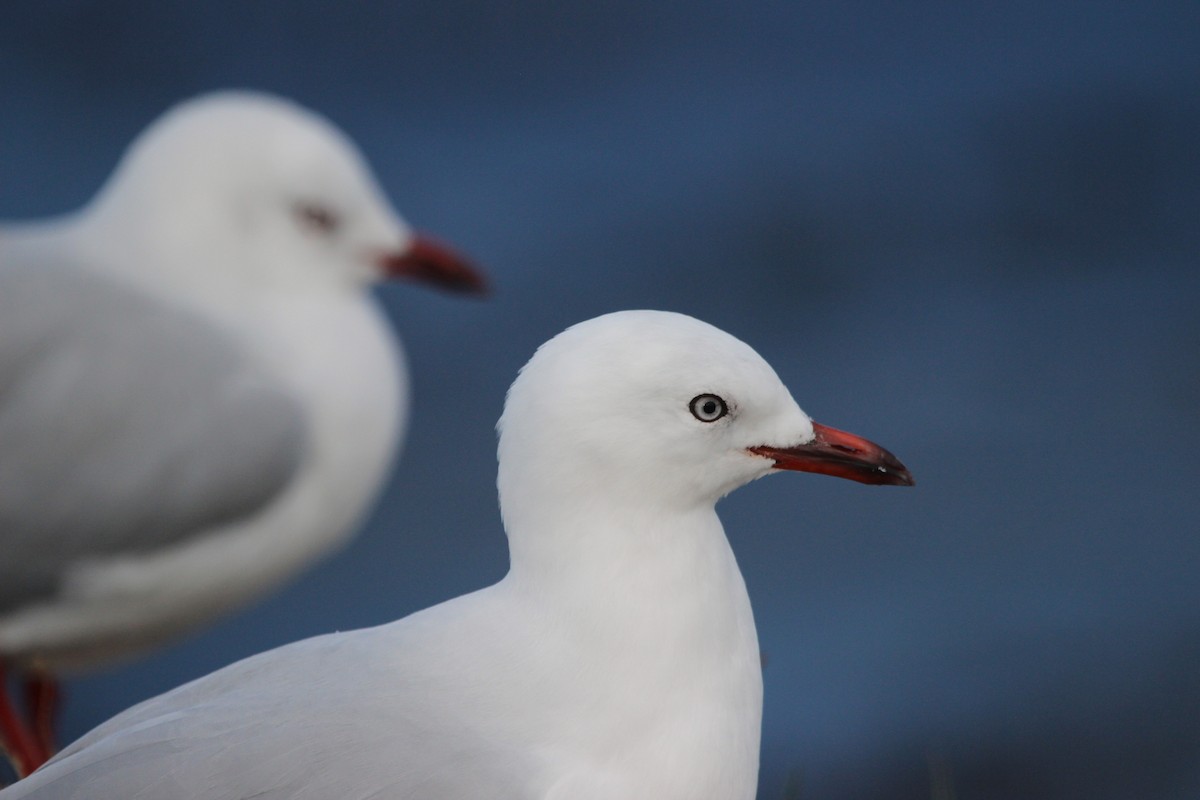 Gaviota Plateada - ML412379441