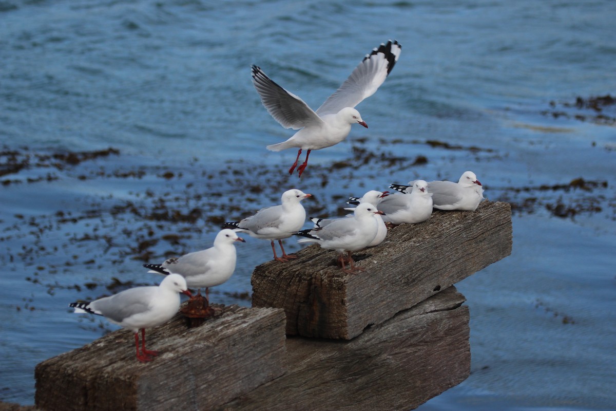 紐澳紅嘴鷗 - ML412379491