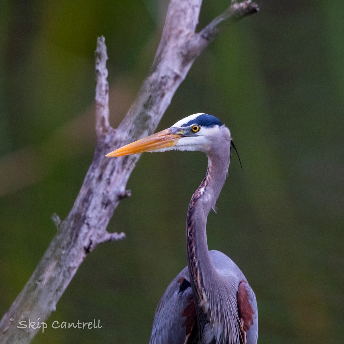 Great Blue Heron - ML412379521