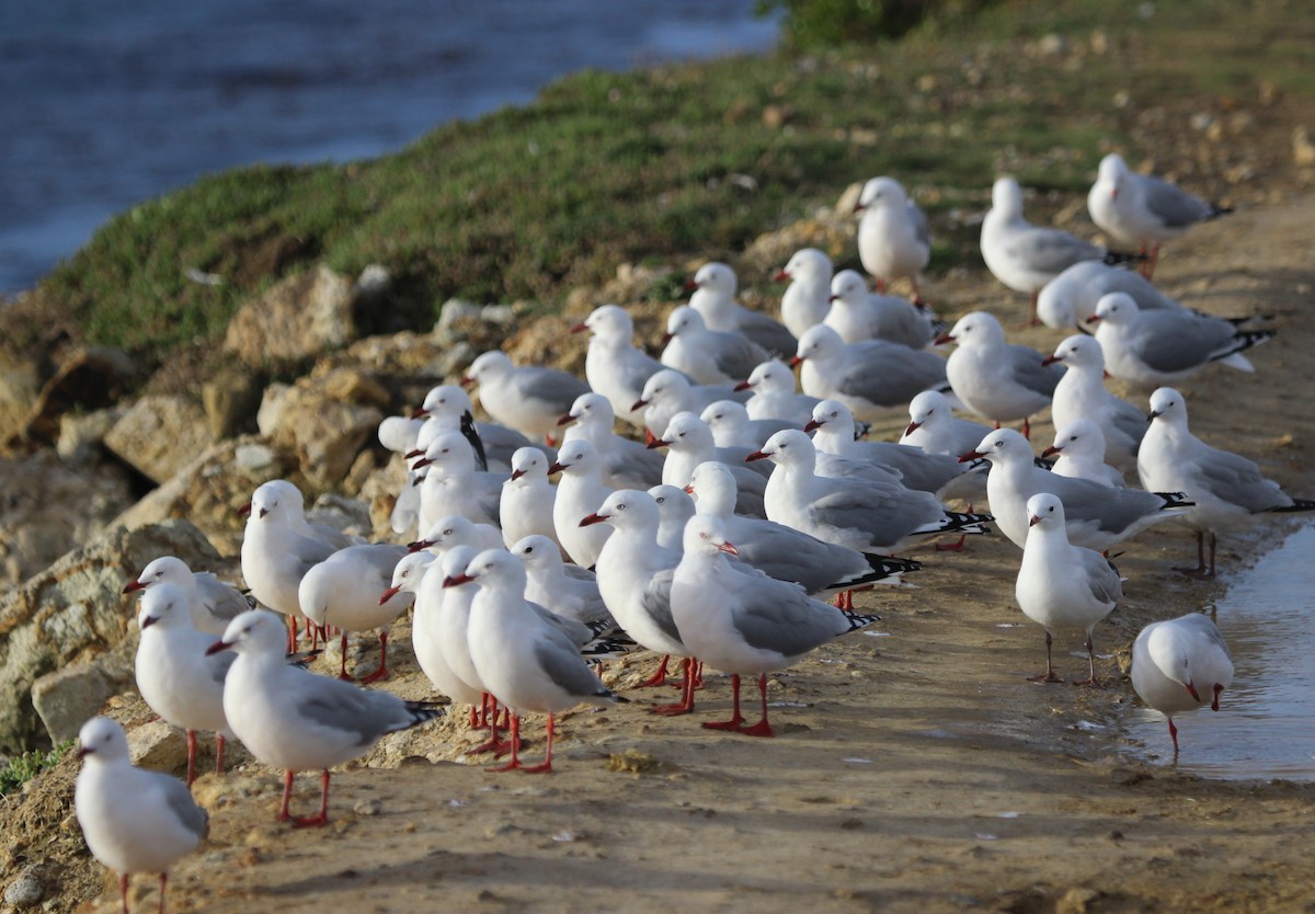 紐澳紅嘴鷗 - ML412379561