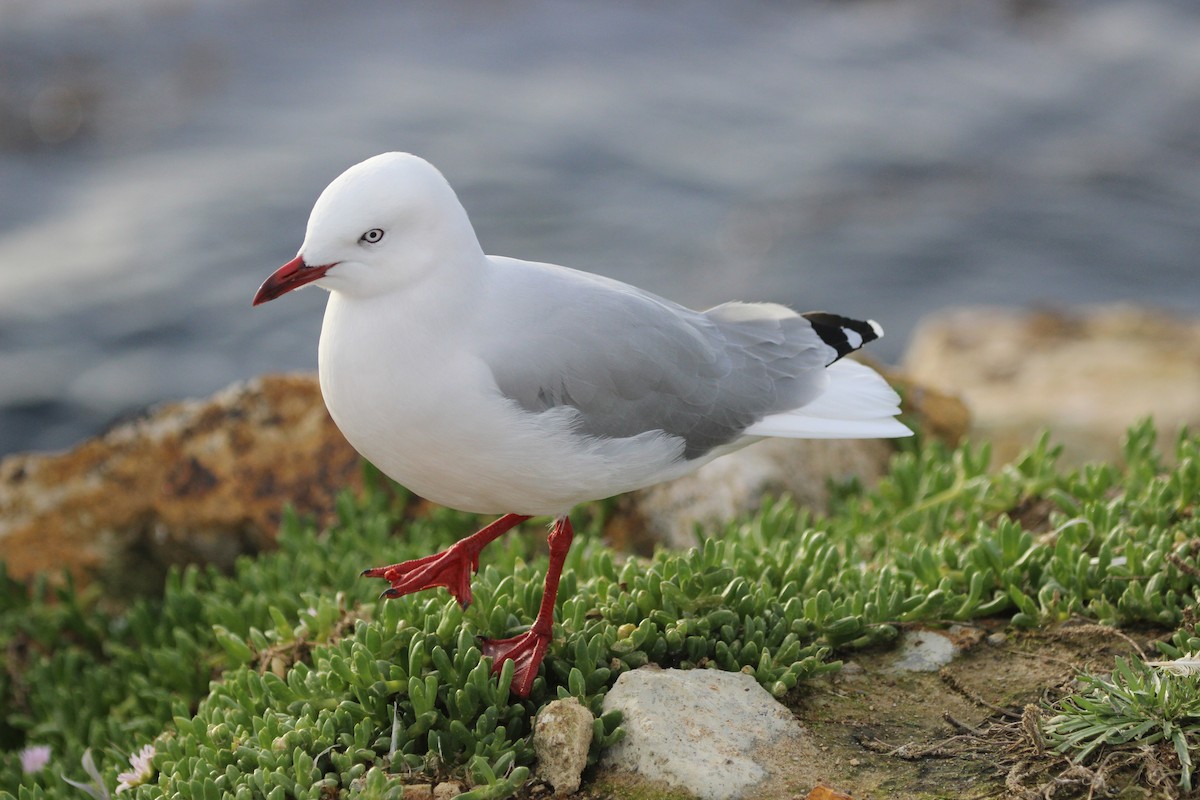 紐澳紅嘴鷗 - ML412379611