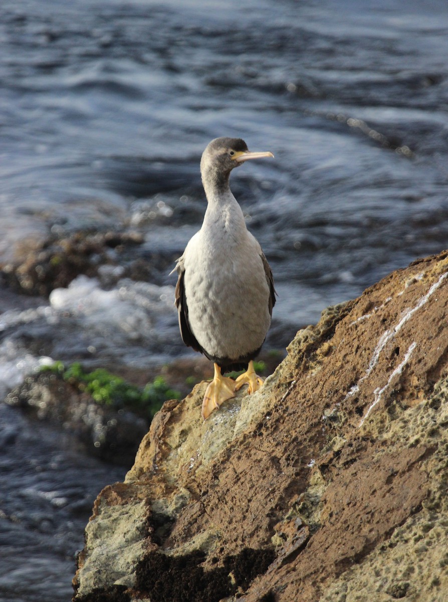 Spotted Shag - Sally Veach