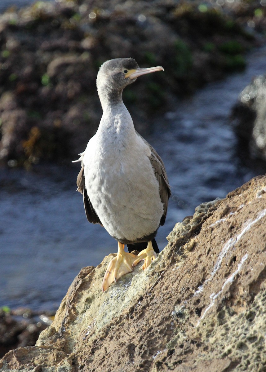 Spotted Shag - ML412379871
