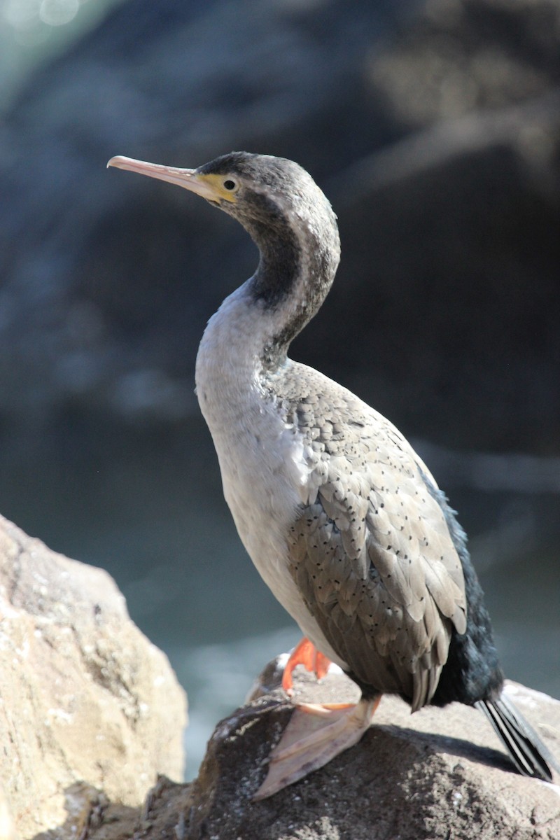 Cormoran moucheté - ML412380091