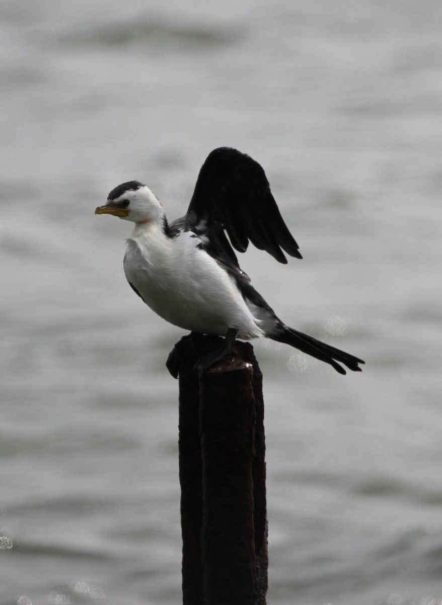 Little Pied Cormorant - ML412380181