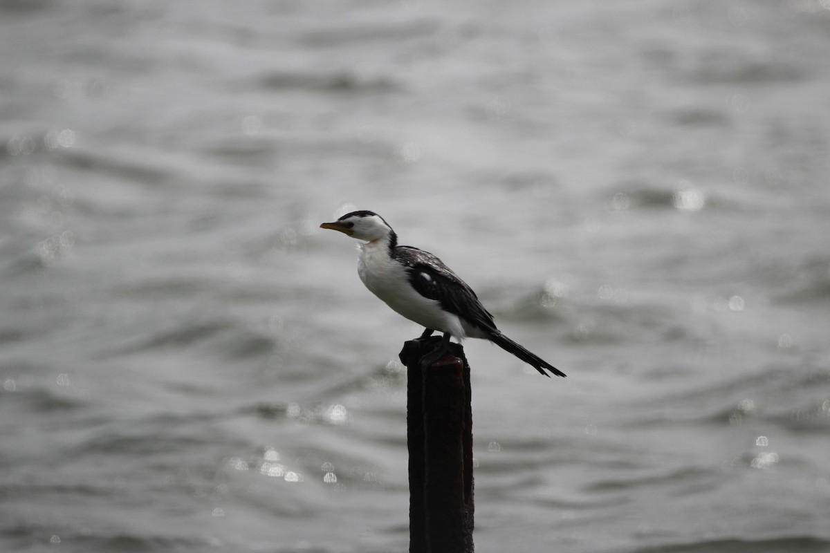 Little Pied Cormorant - ML412380221
