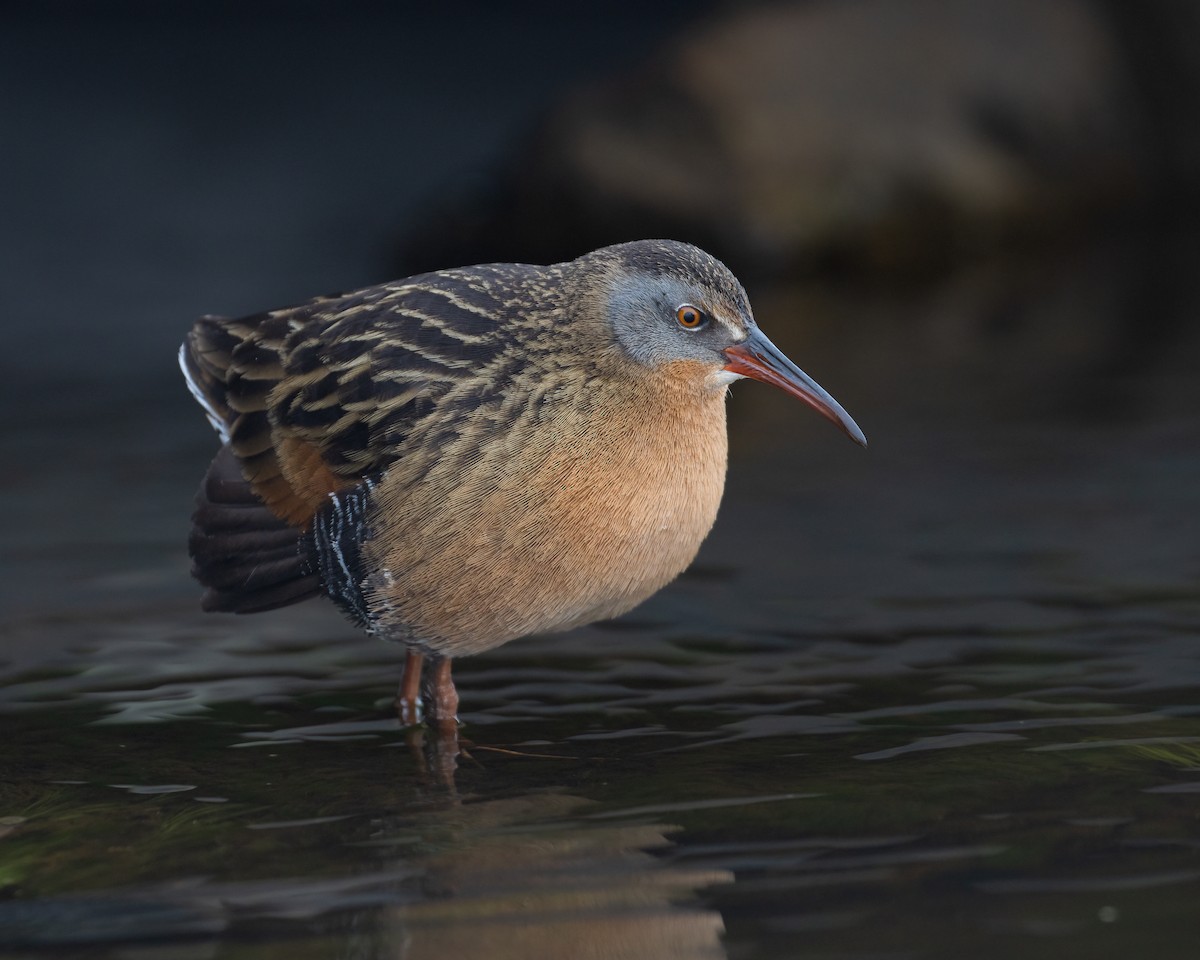 Virginia Rail - ML412380331