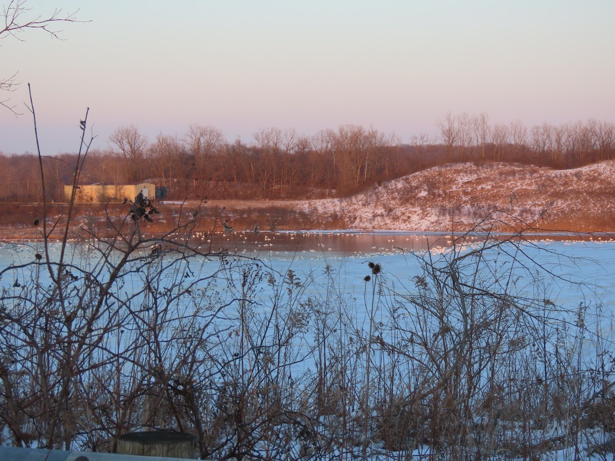 swan sp. - ML412380731