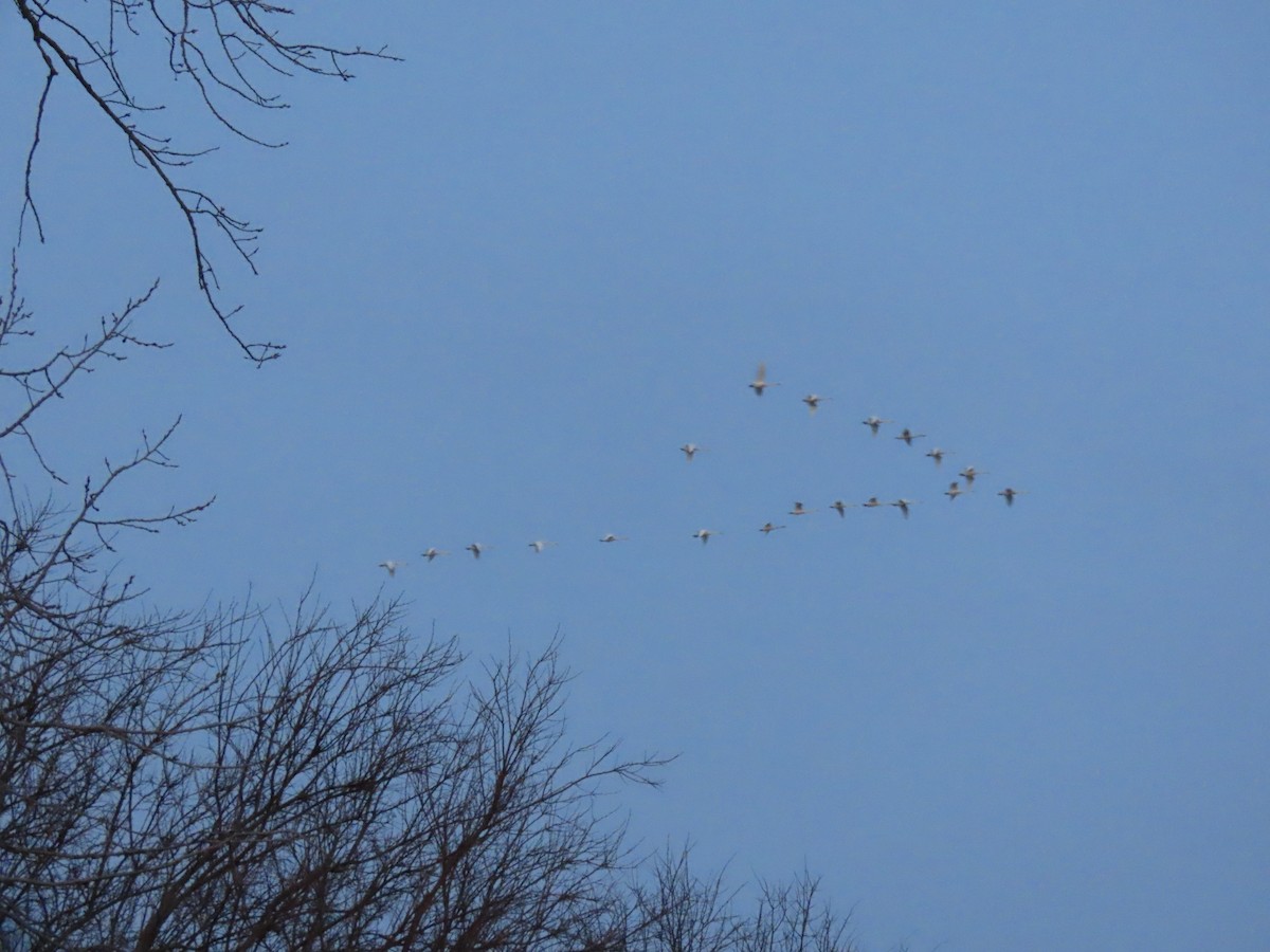 cygne sp. - ML412381741