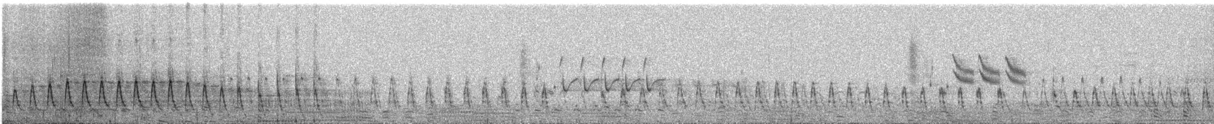 Ouette de Magellan (forme à poitrine blanche) - ML412381951