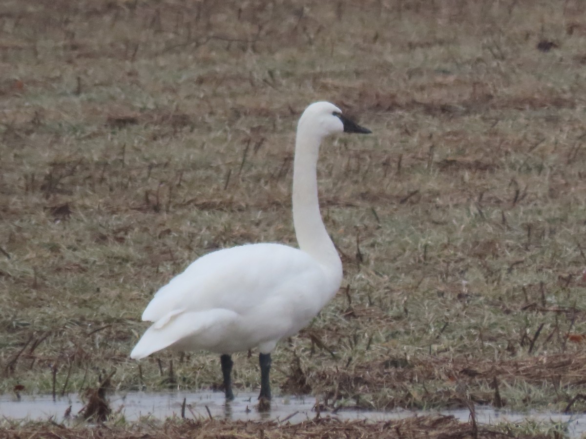 swan sp. - ML412382241
