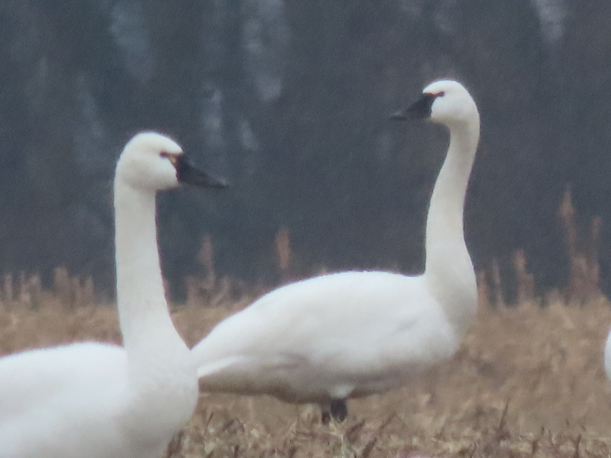 swan sp. - ML412382271