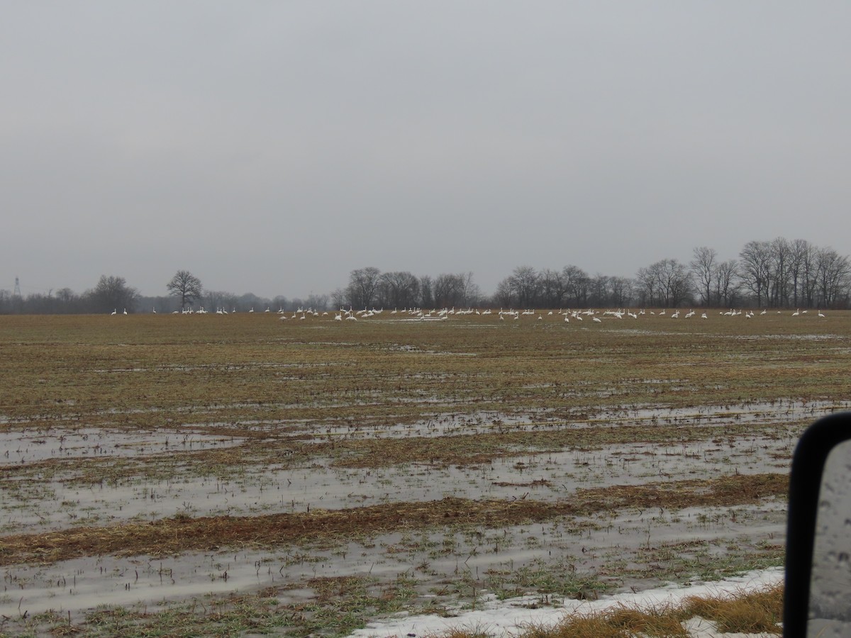 swan sp. - ML412382291