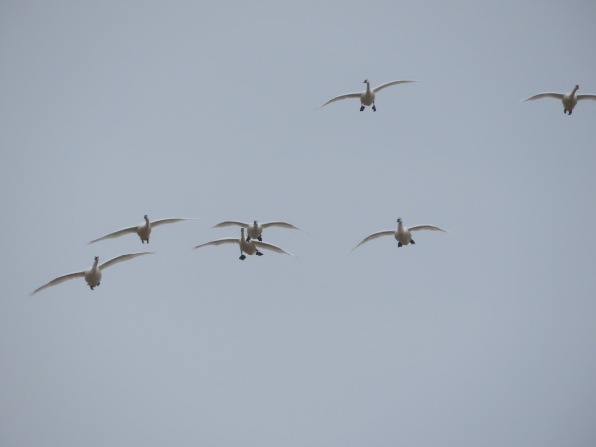 cygne sp. - ML412382511