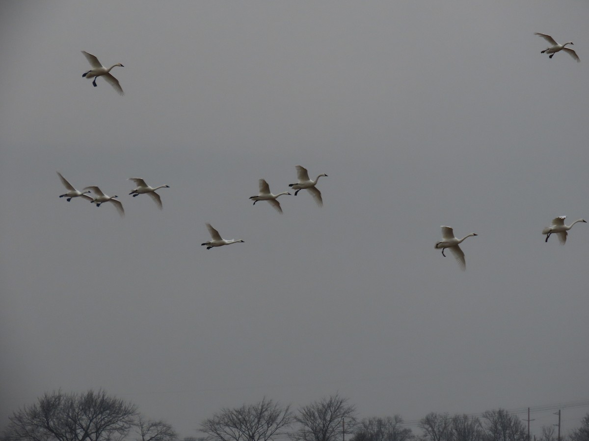 cygne sp. - ML412382561