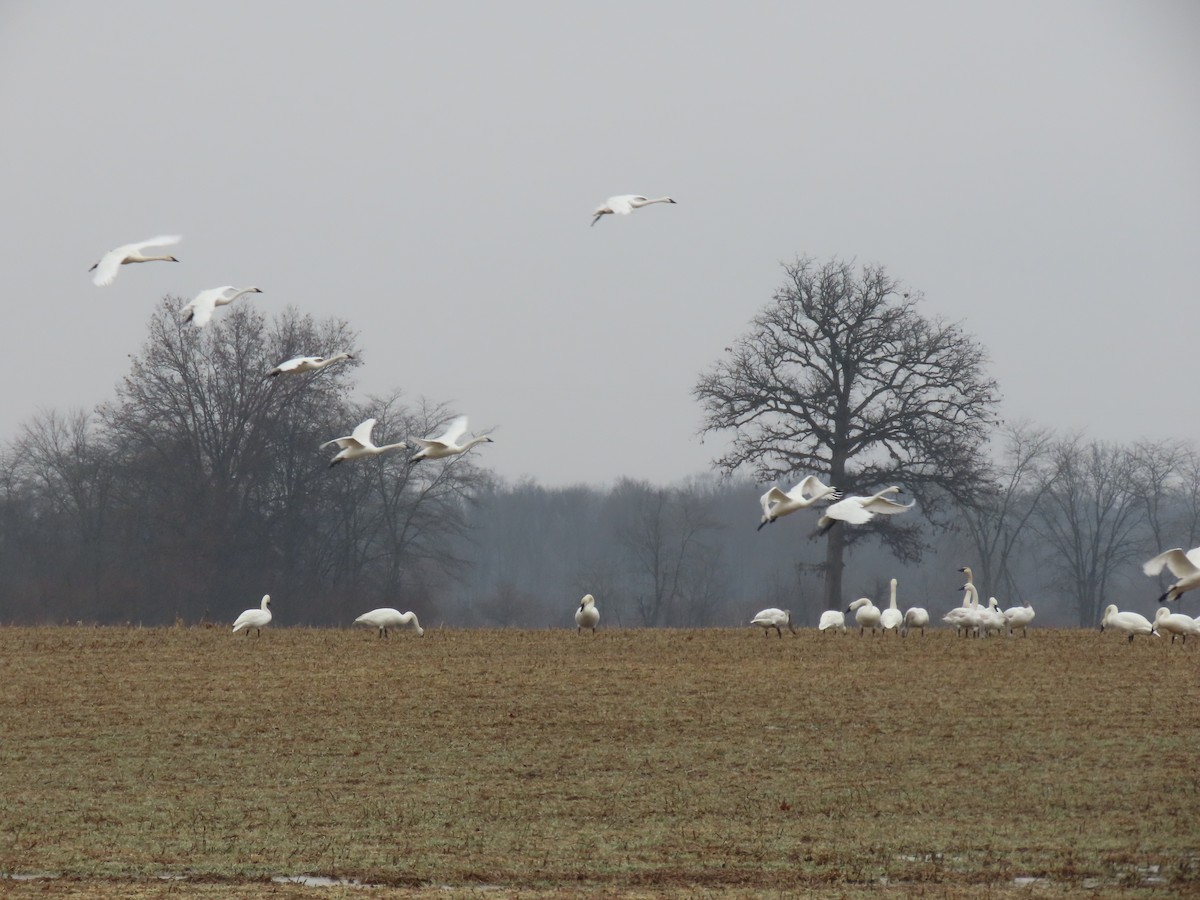 cygne sp. - ML412382591