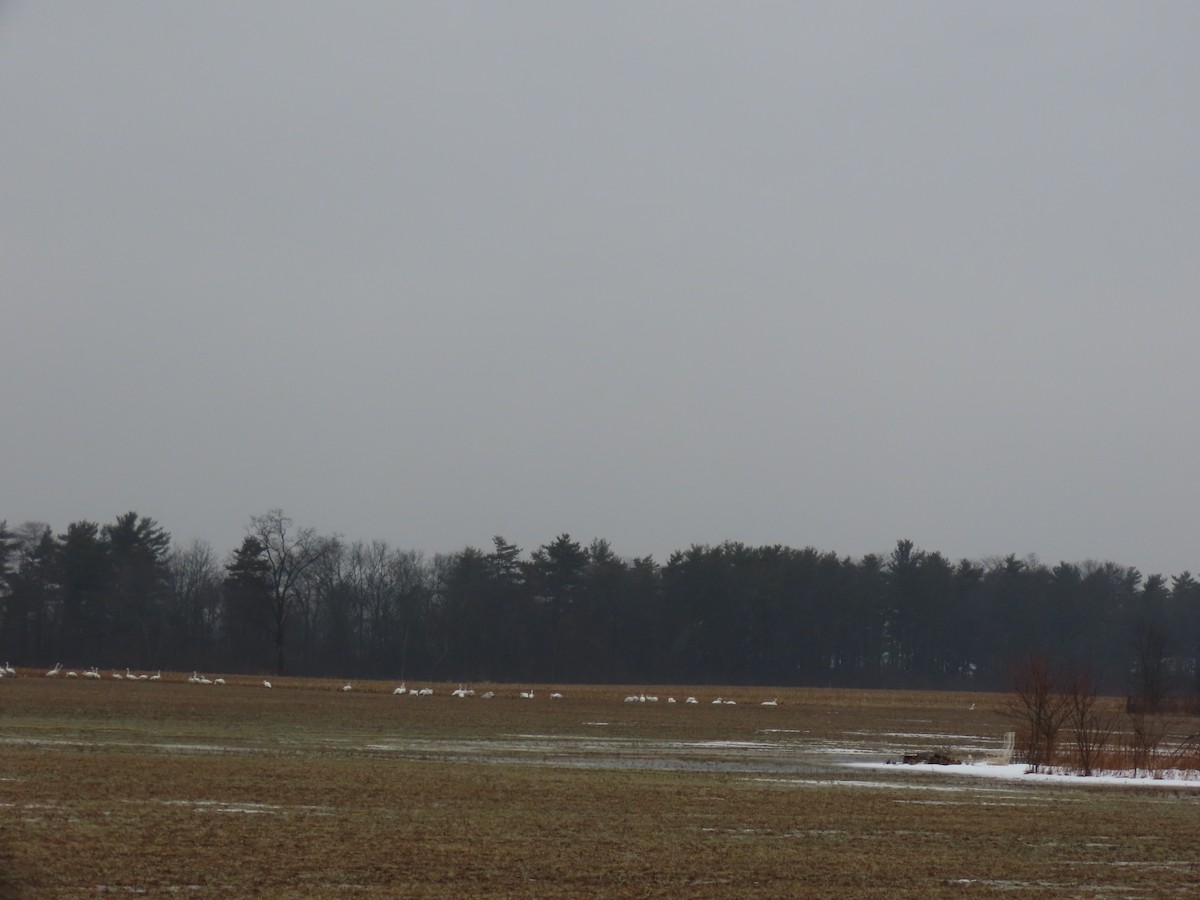 swan sp. - ML412382601