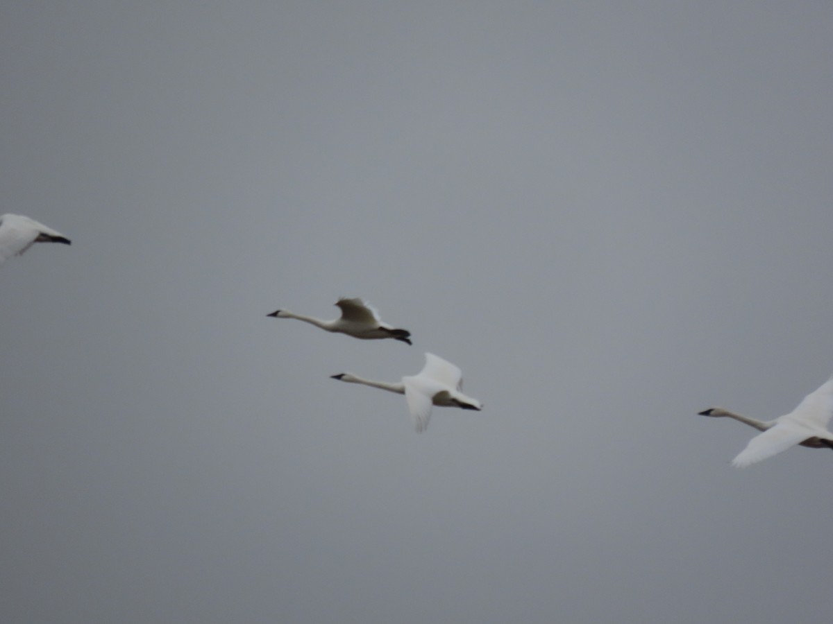 swan sp. - ML412382621