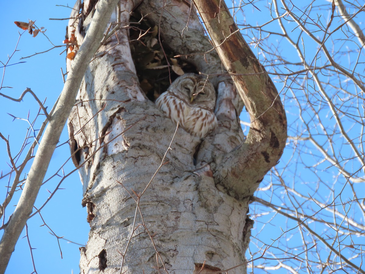 Barred Owl - ML412385141