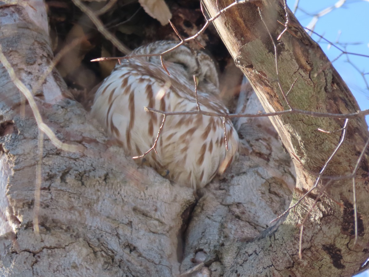 Barred Owl - ML412385151
