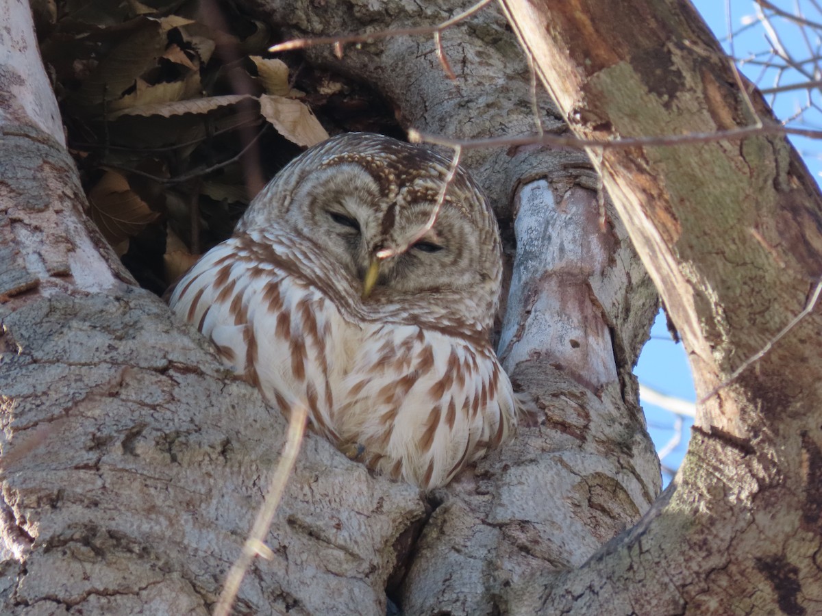 Barred Owl - ML412385161