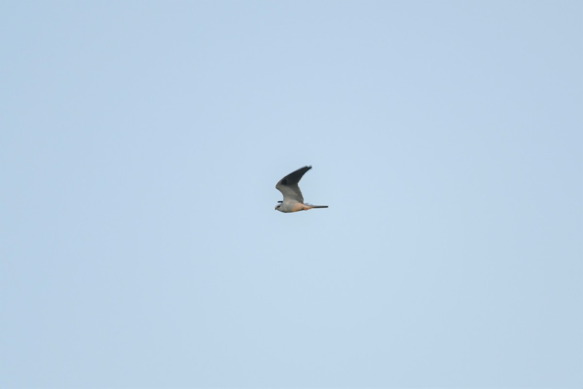 White-tailed Kite - ML412388571