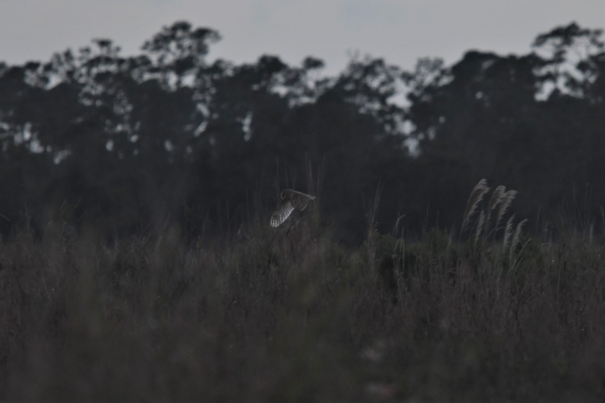 Barn Owl - ML412388971