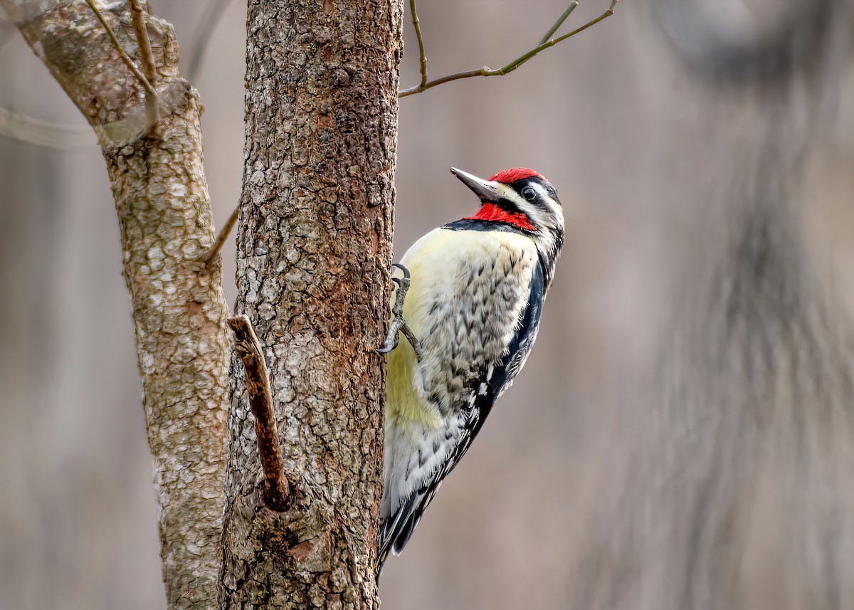 Yellow-bellied Sapsucker - ML412389491