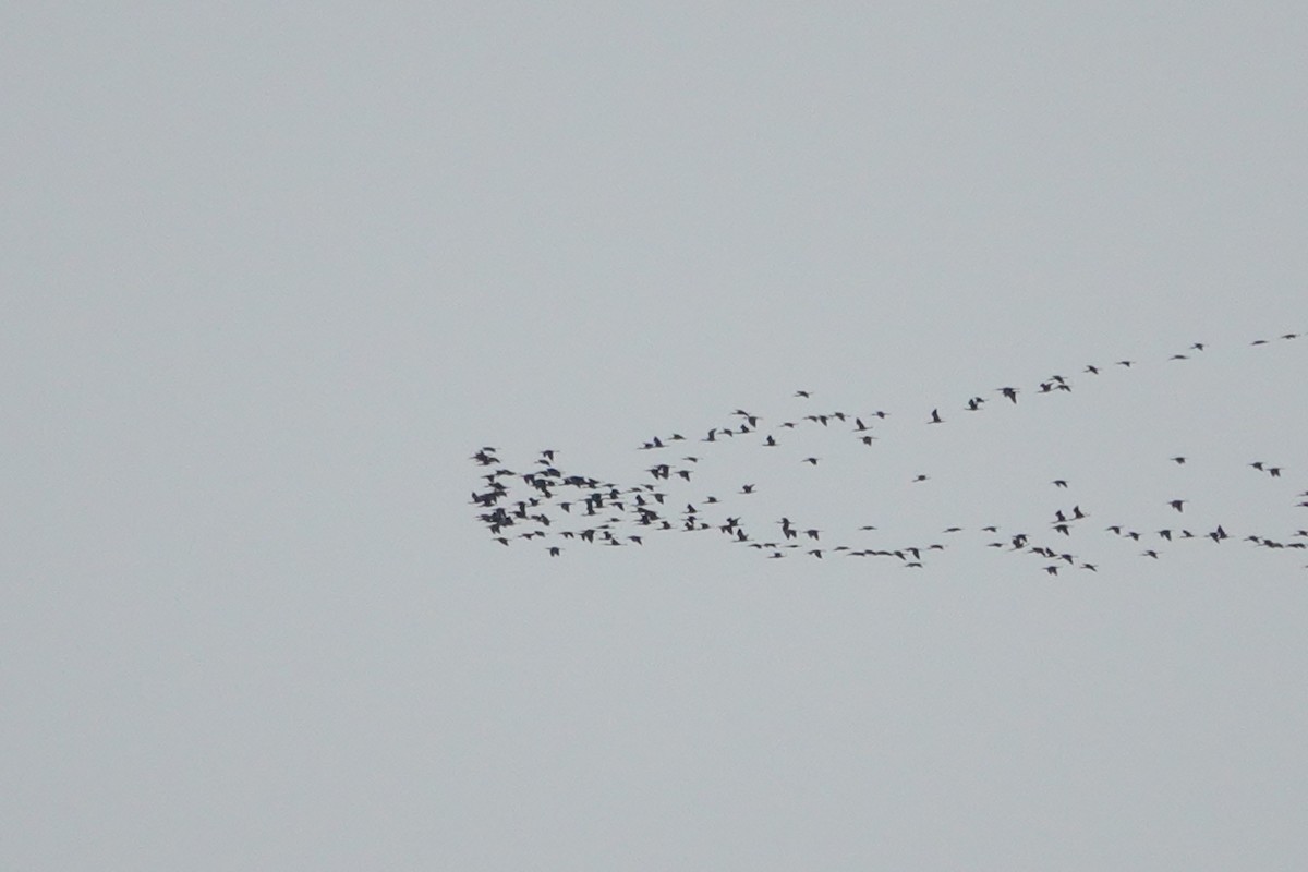 Glossy Ibis - ML412390681