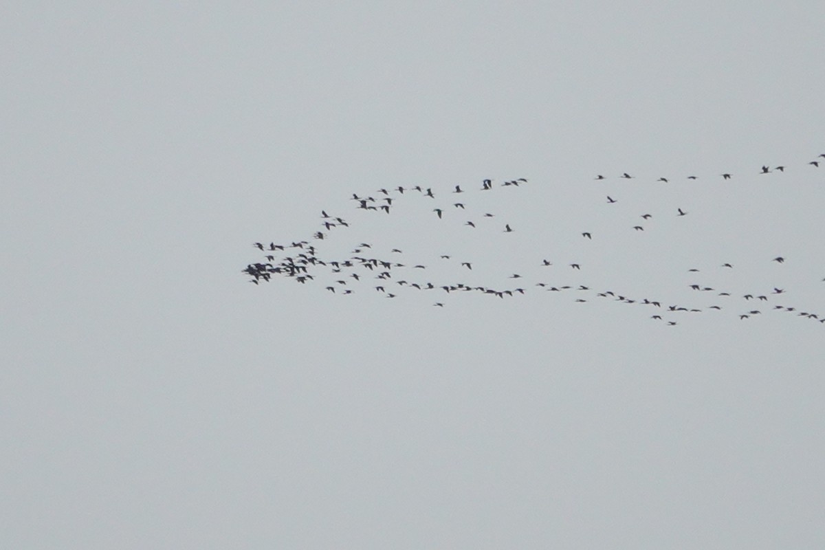 Glossy Ibis - ML412390691