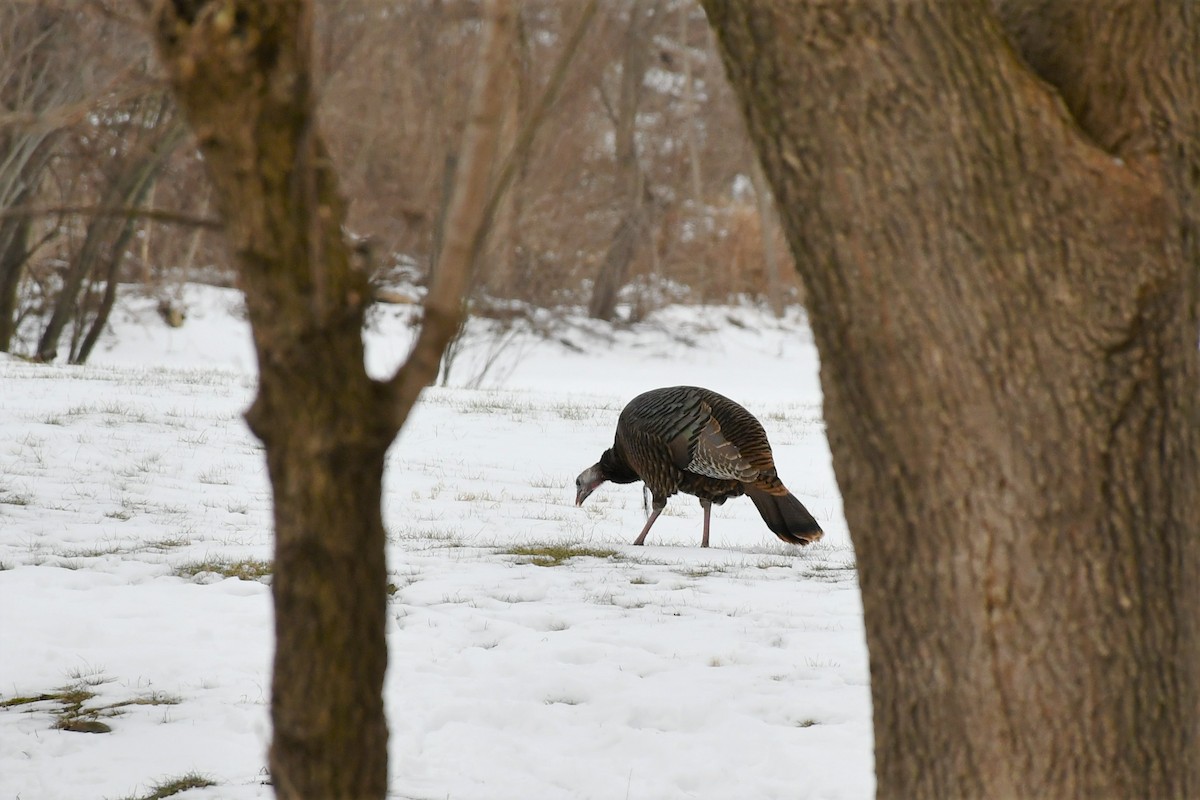 Wild Turkey - ML412391181