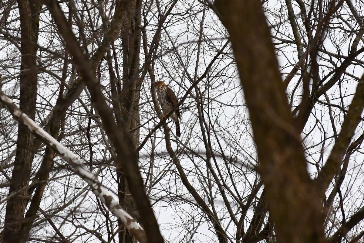 Cooper's Hawk - ML412391281