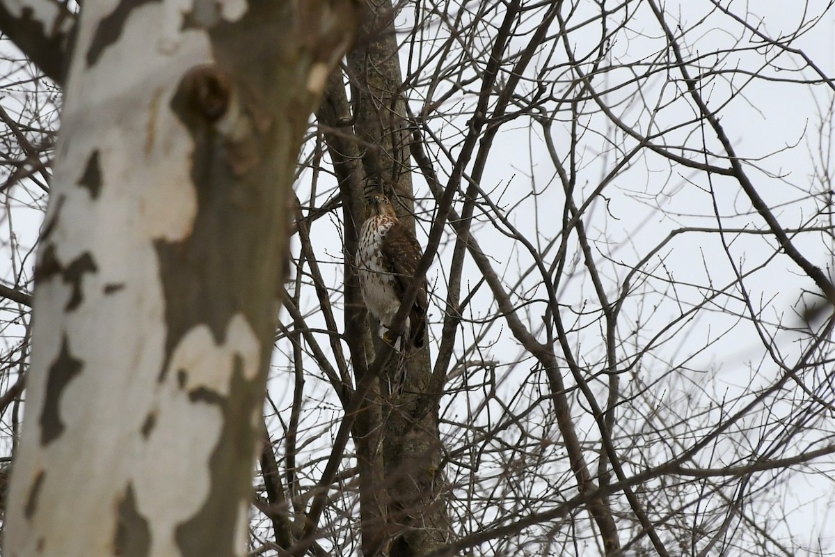 Cooper's Hawk - ML412391311