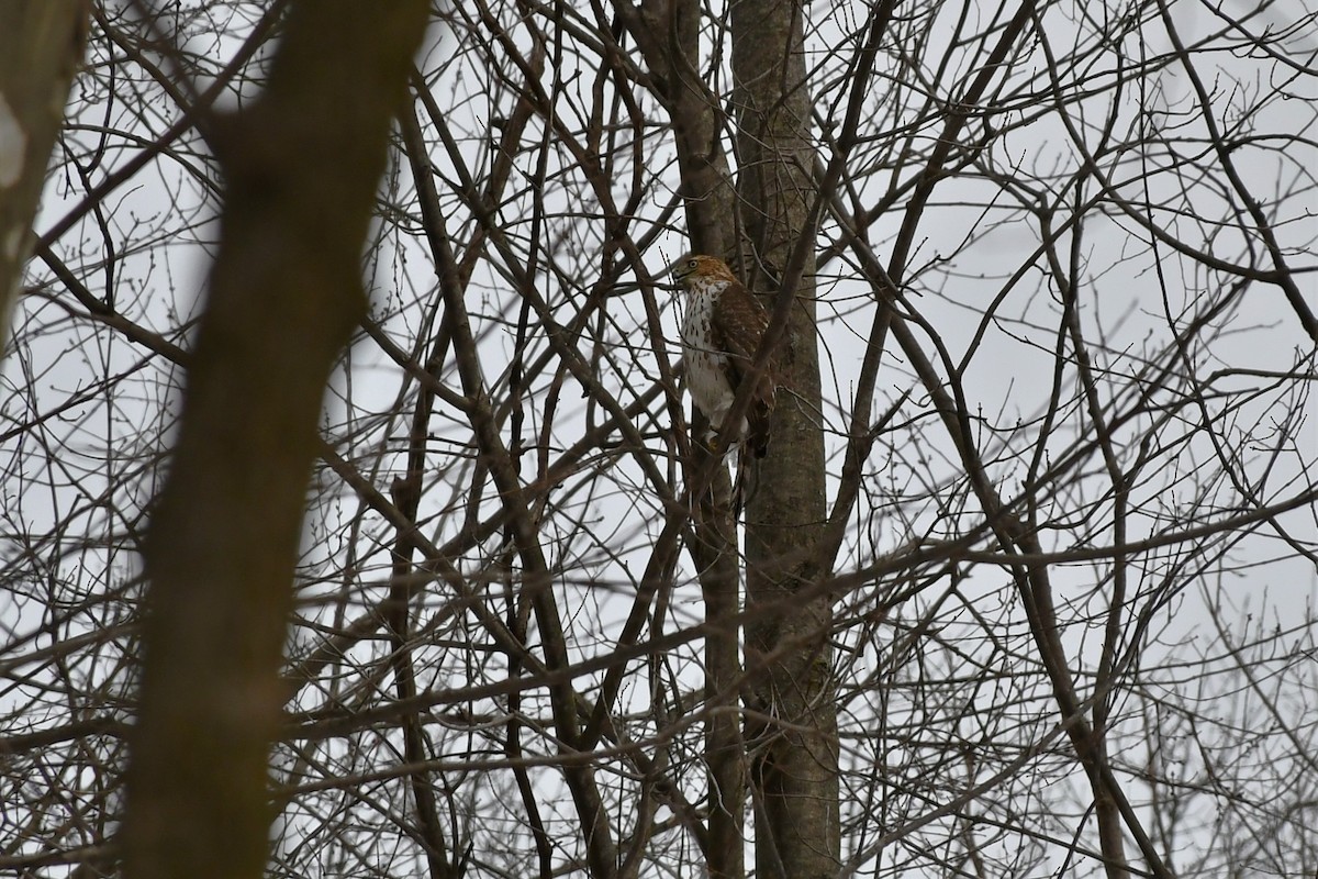 Cooper's Hawk - ML412391361