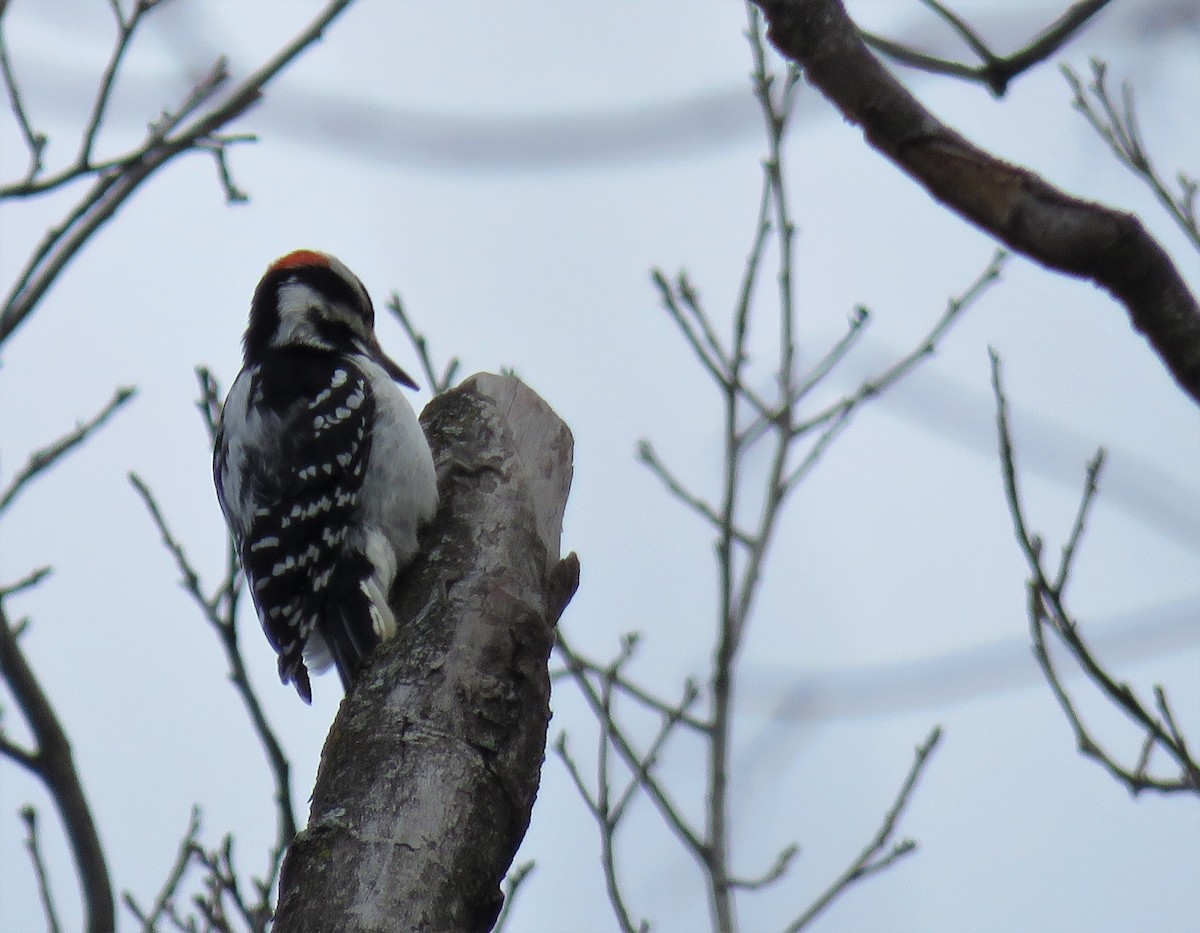 Hairy Woodpecker - ML412391701