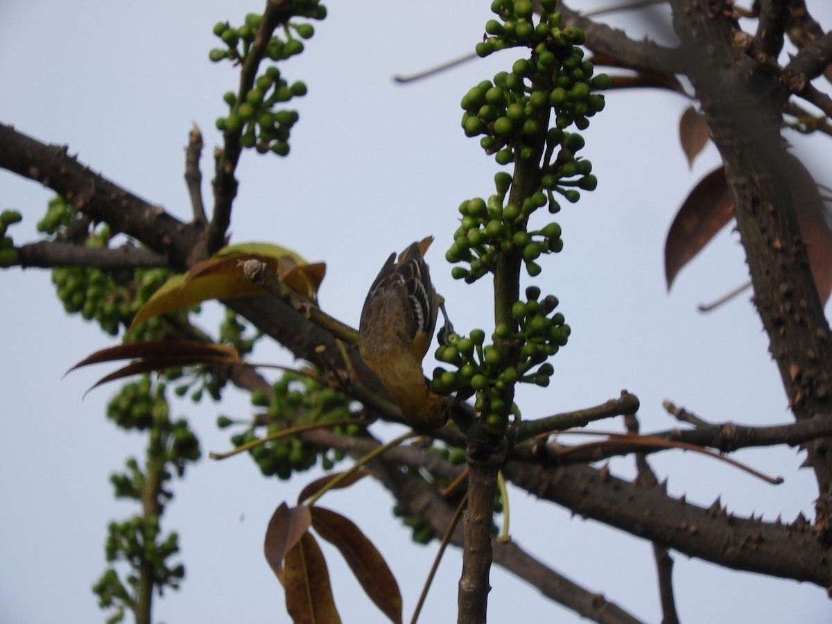 Oriole de Baltimore - ML412392111