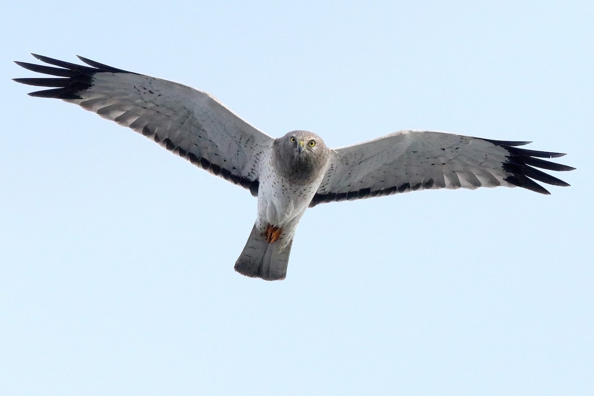 Northern Harrier - Sam Zhang