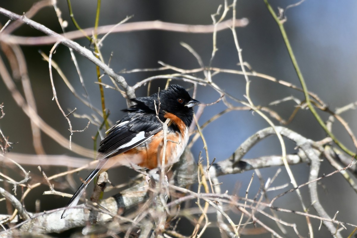Eastern Towhee - ML412395261