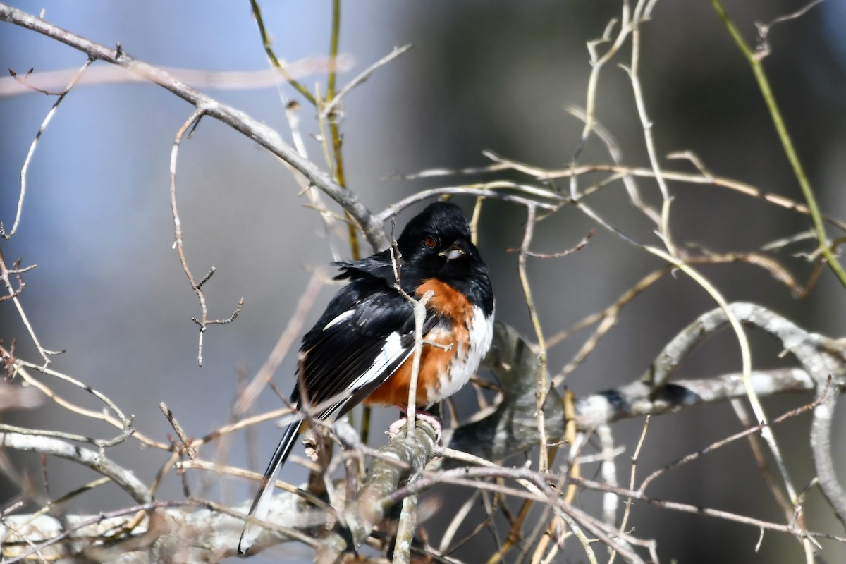 Eastern Towhee - ML412395271