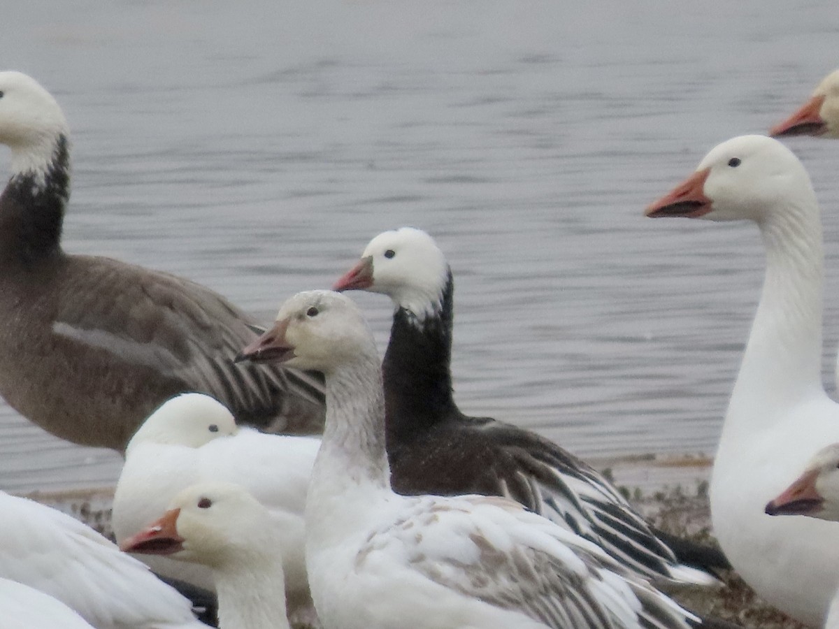 Ross's Goose - ML412395581