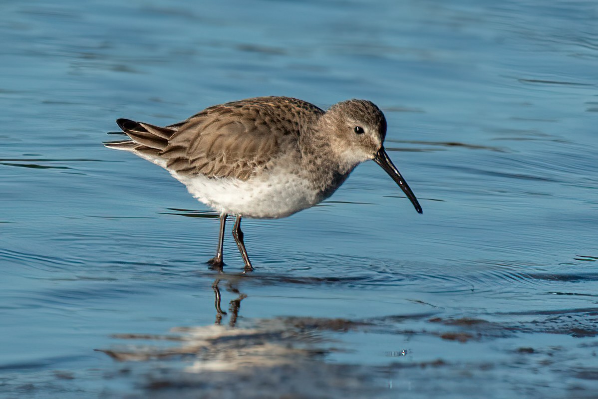 Dunlin - ML412396041