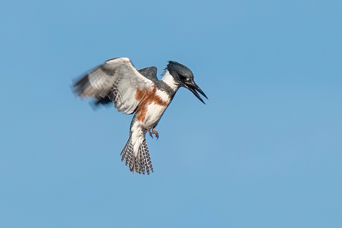 Belted Kingfisher - ML412396161