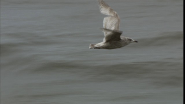 Herring Gull (American) - ML412398