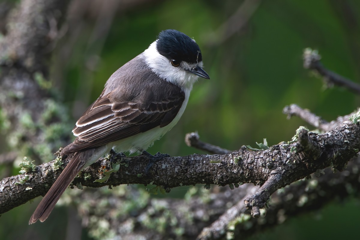 White-naped Xenopsaris - ML412400391