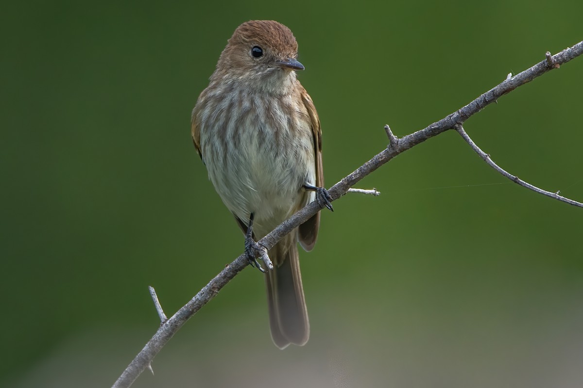 Bran-colored Flycatcher - ML412400631