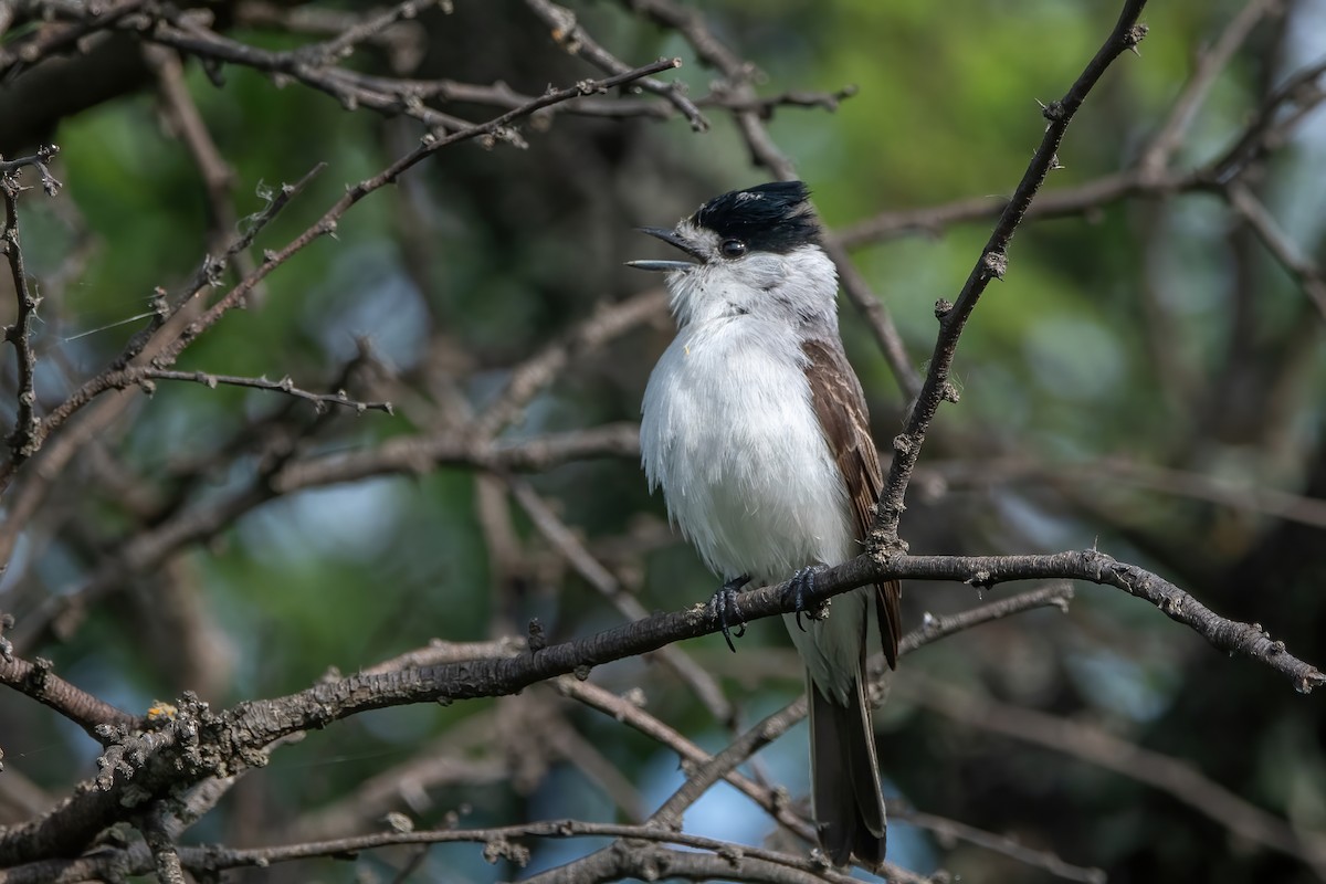 Bécarde à nuque blanche - ML412400721