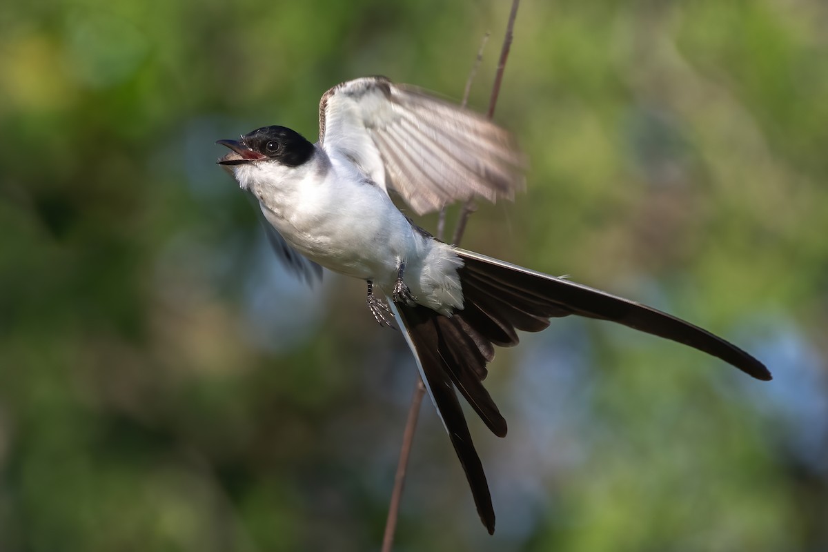 Fork-tailed Flycatcher - ML412400751